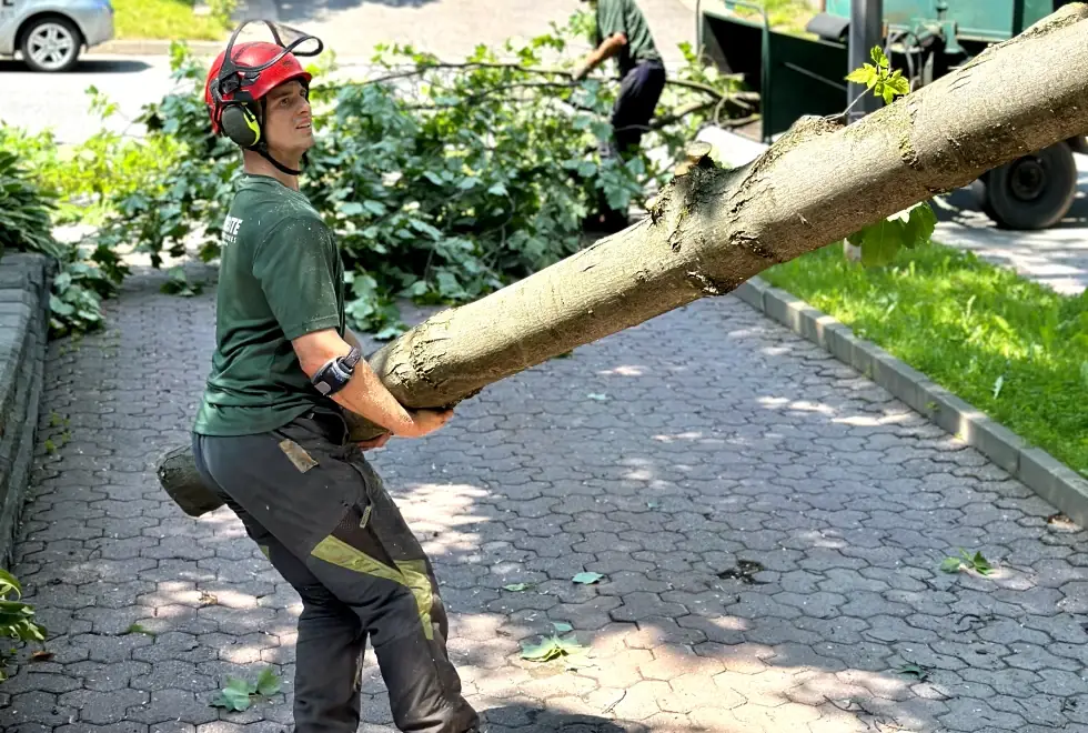 Joey Pouliot, propriétaire de Turcotte Service d’Arbres, qui récupère un tronc d’arbre.