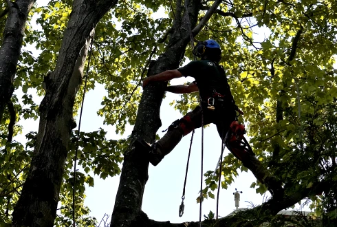 Un employé de Turcotte Service d’Arbres qui émonde un arbre.