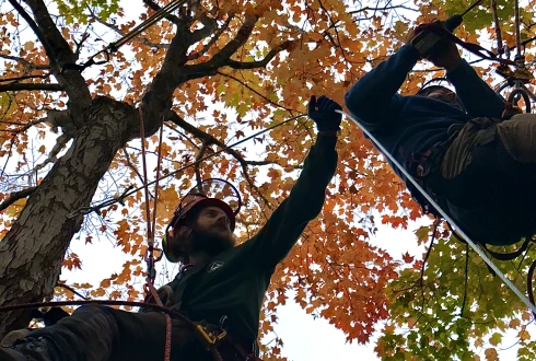 Deux employés de Turcotte Service d’Arbres qui soigne un arbre.