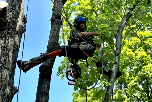 Un employé de Turcotte Service d’Arbres qui émonde un arbre.