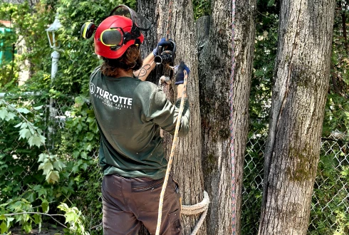 Un employé de Turcotte Service d’Arbres qui attache un arbre.