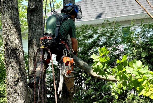 Un employé de Turcotte Service d’Arbres qui travaille dans un arbre.