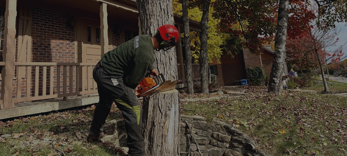 Joey Pouliot, propriétaire de Turcotte Service d’Arbres, qui abat un arbre.