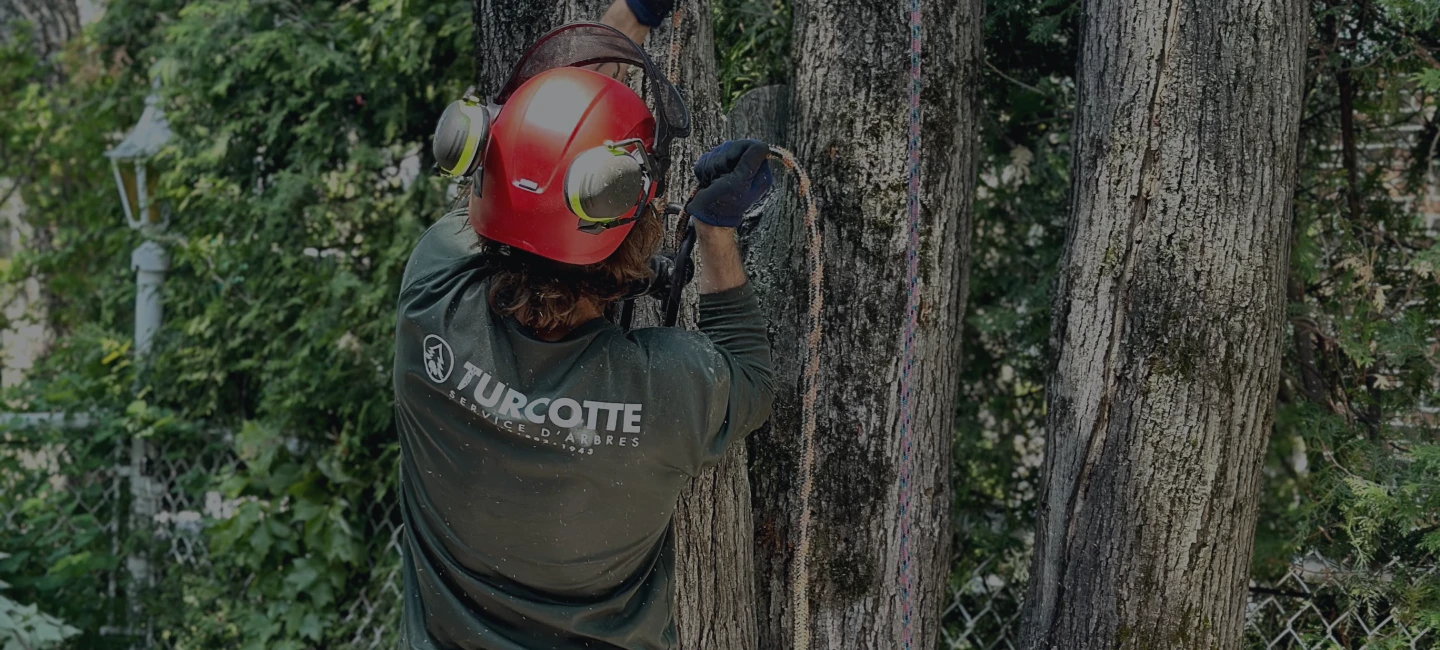 Un employé de dos de Turcotte Service d’Arbres.