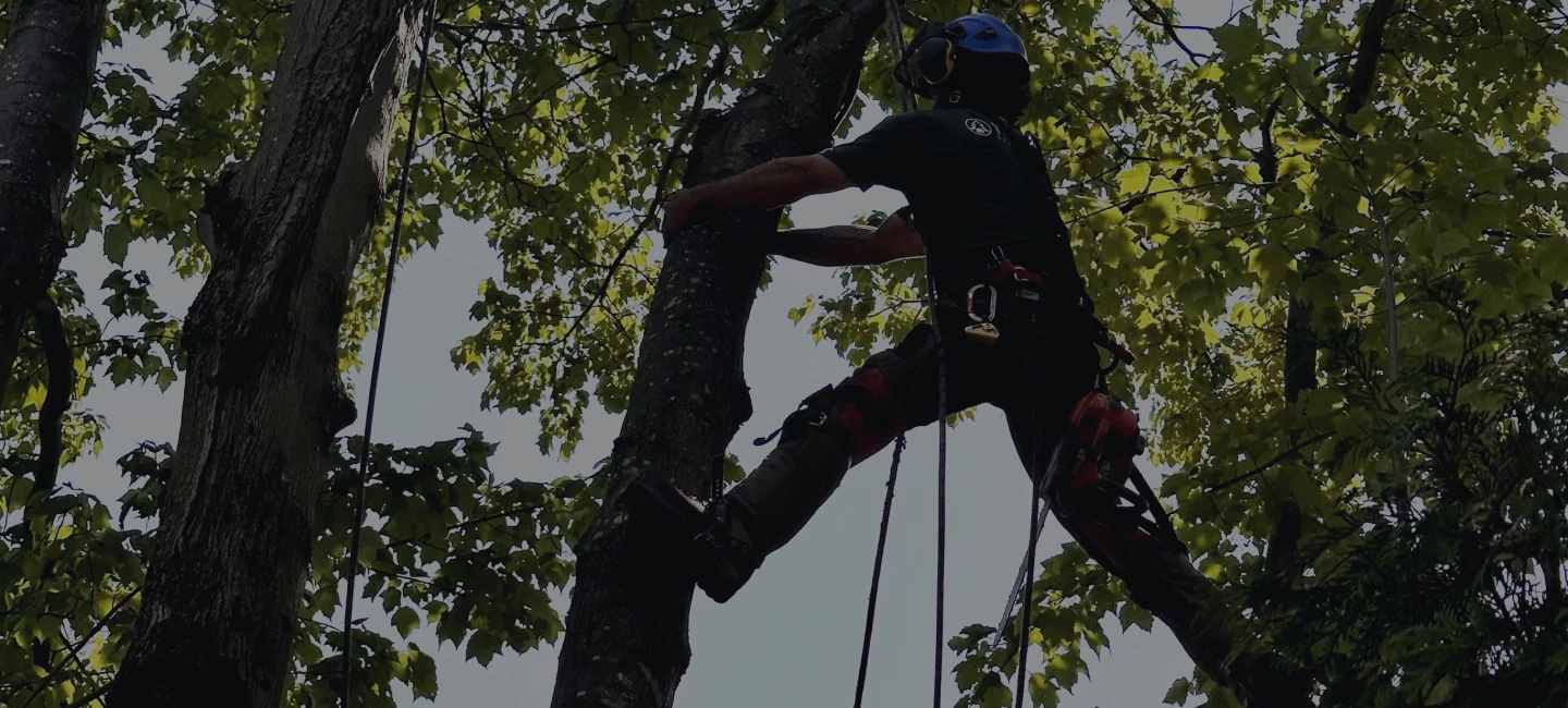 Un employé de Turcotte Service d’Arbres qui émonde un arbre.